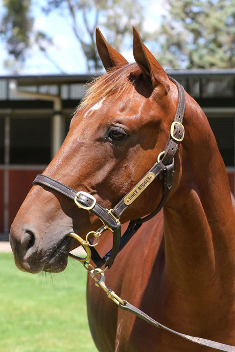 Lot 135CHESTNUT COLTWritten Tycoon x Simply the Best (NZ)click for more