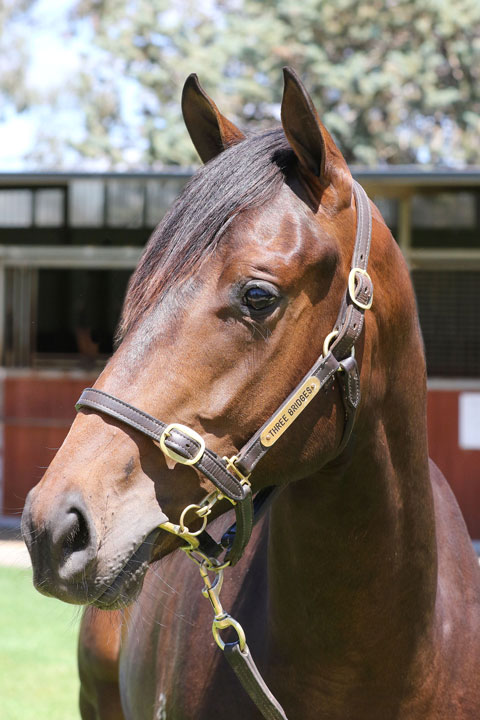 Lot 277BAY COLTUnencumbered x Voltdanzeclick for more