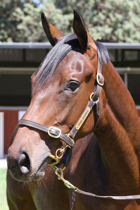 Lot 46BAY FILLYVancouver x Raid (NZ)click for more