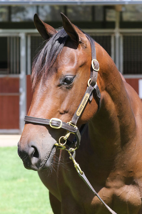 Lot 511BAY FILLYSnitzel x Denariiclick for more