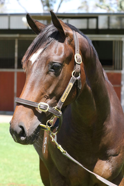 Lot 529BROWN COLTWritten Tycoon x Dorf Commandclick for more