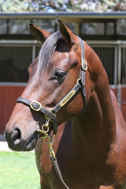 Lot 53Bay ColtUnencumbered x Recurring (NZ)click for more