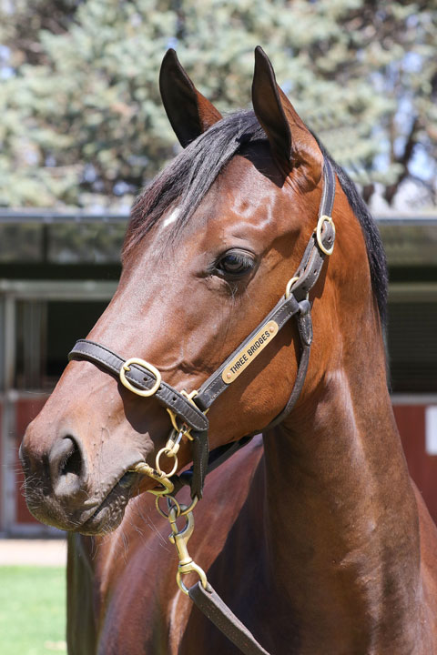 Lot 60Bay/Brown FillyLonhro x Regatta Paradeclick for more