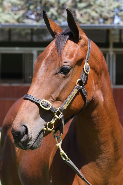 Lot 97BAY FILLYSebring x Saturn Rockclick for more