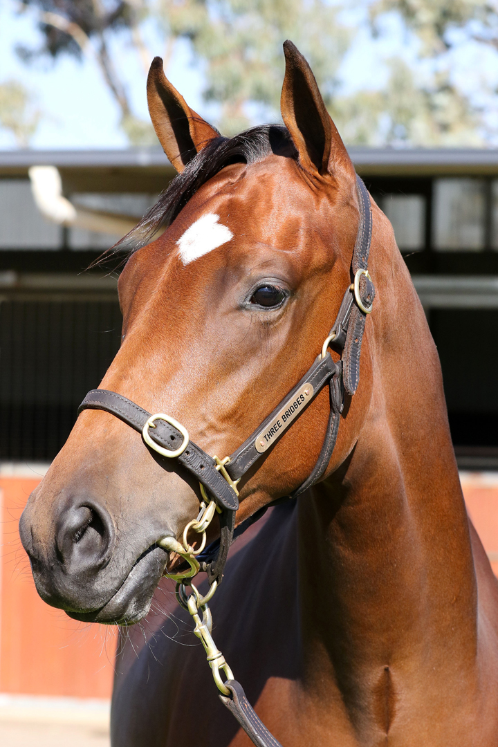 Lot 116Bay FIllyDundeel (NZ) x Midnight Oil (NZ)click for more