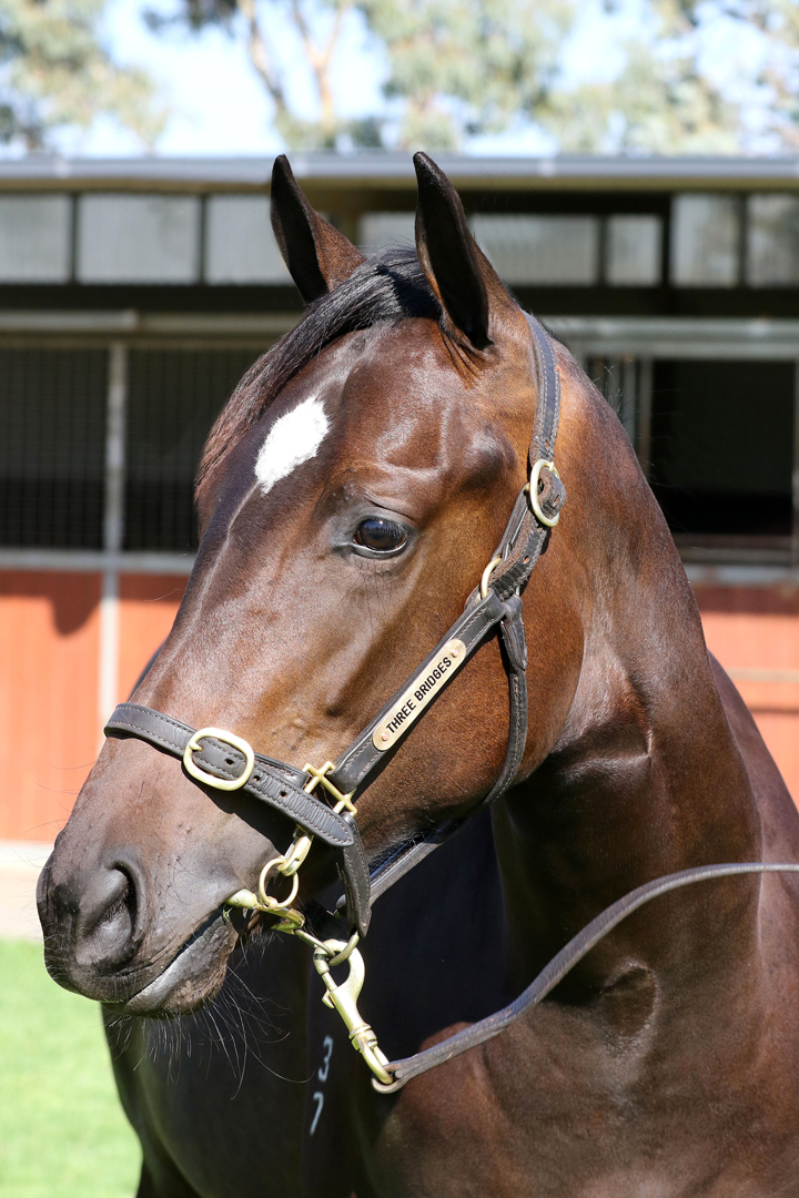 Lot 170Brown FillySo You Think (NZ) x Papillon Rougeclick for more