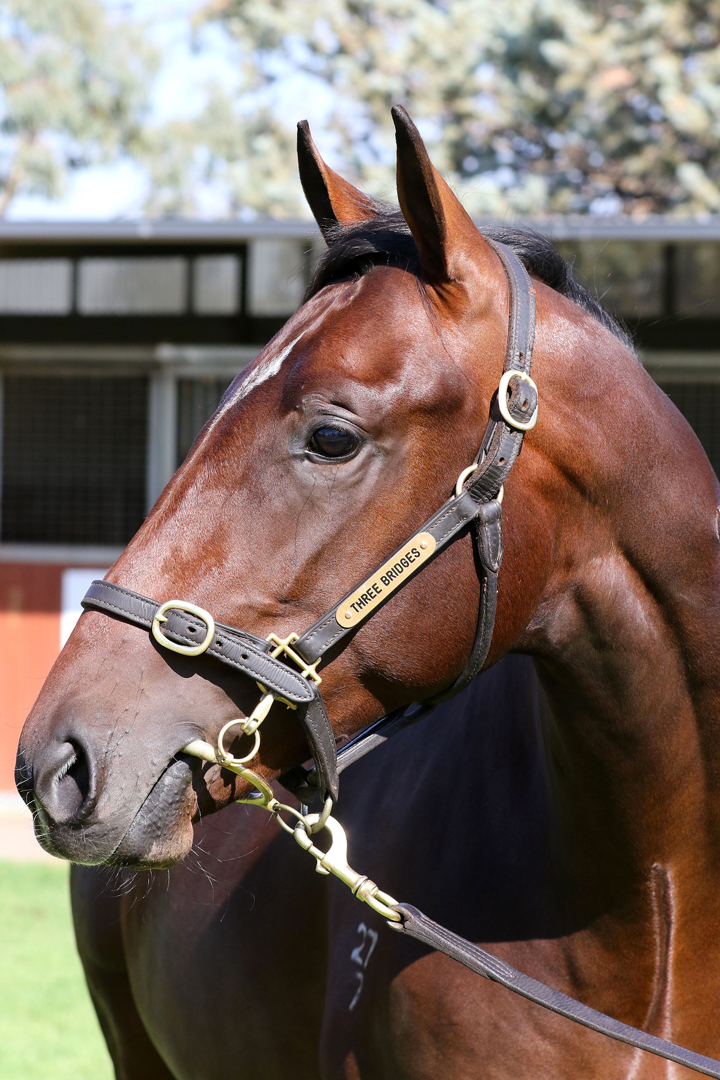 Lot 200BAY ColtTavistock (NZ) x Provocative (NZ)click for more