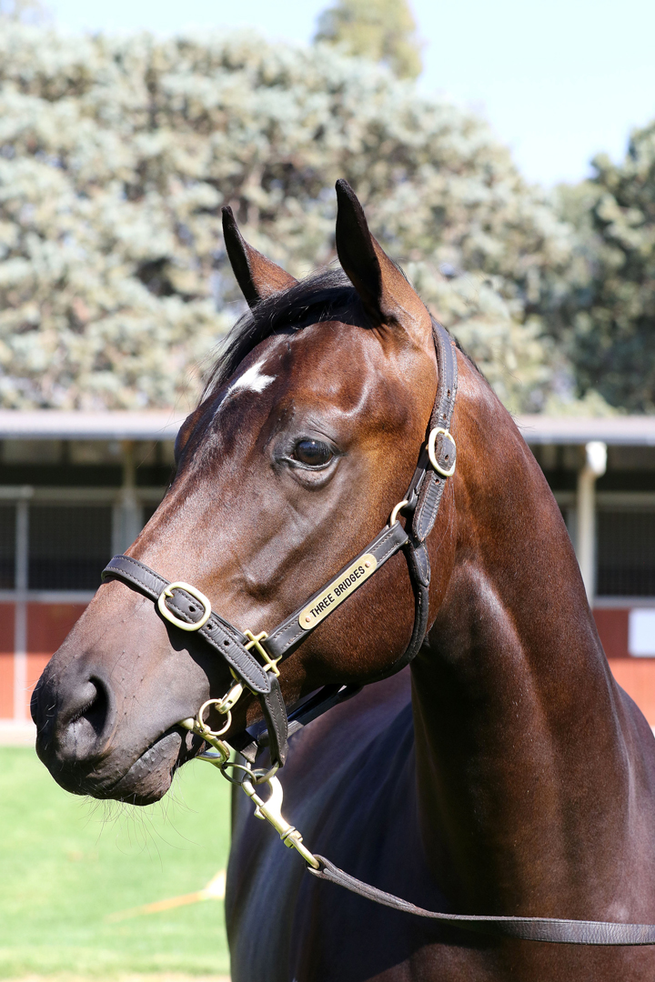 Lot 60BROWN COLT	Lonhro x Into the Mistclick for more