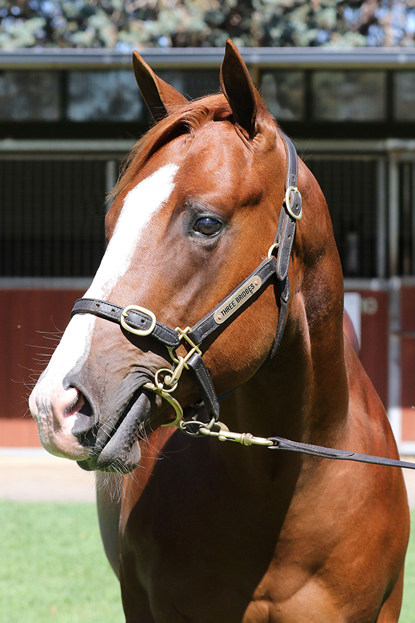 Lot 710C COLTShooting to Win x Fairchildclick for more