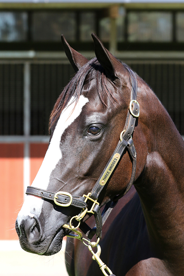 Lot 930BR FILLYPierro x Fastnet Heartclick for more