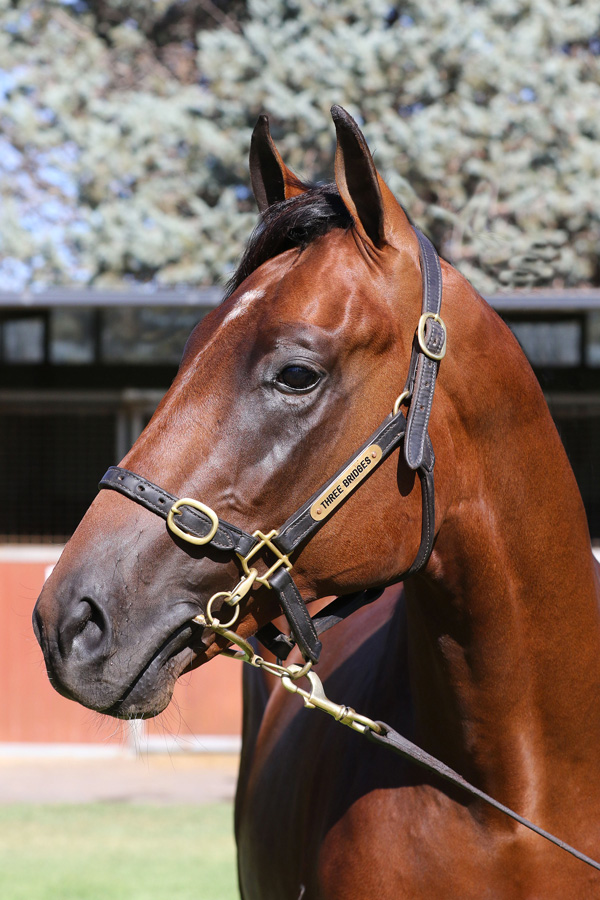 Lot 148B COLTDundeel (NZ) x Killarney Heightsclick for more