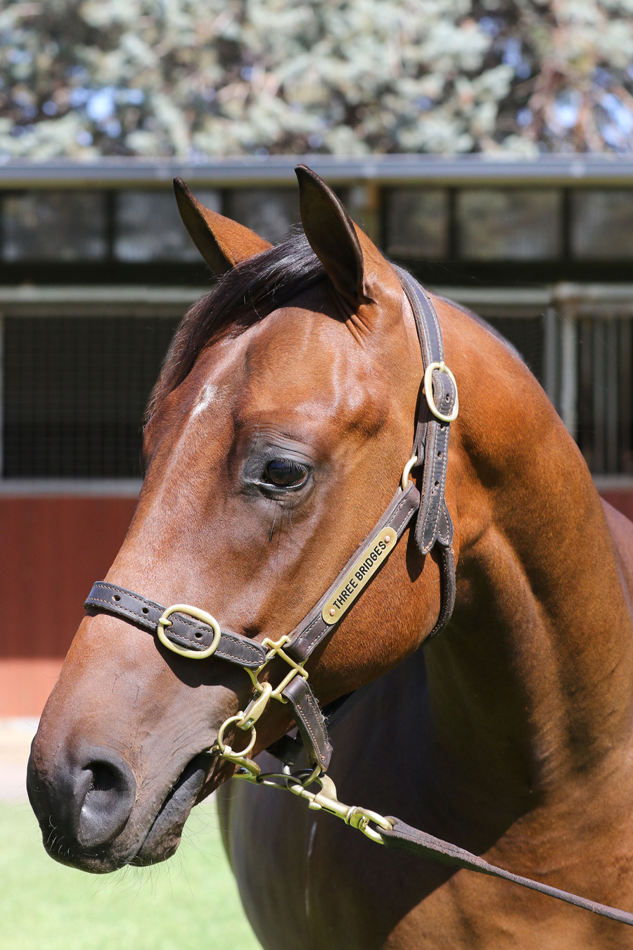 Lot 196B coltUnencumbered x Trail of Secretsclick for more