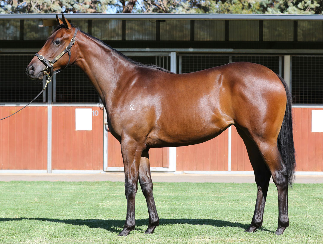 Lot 209BAY FILLYUnencumbered x Zumbarina click for more