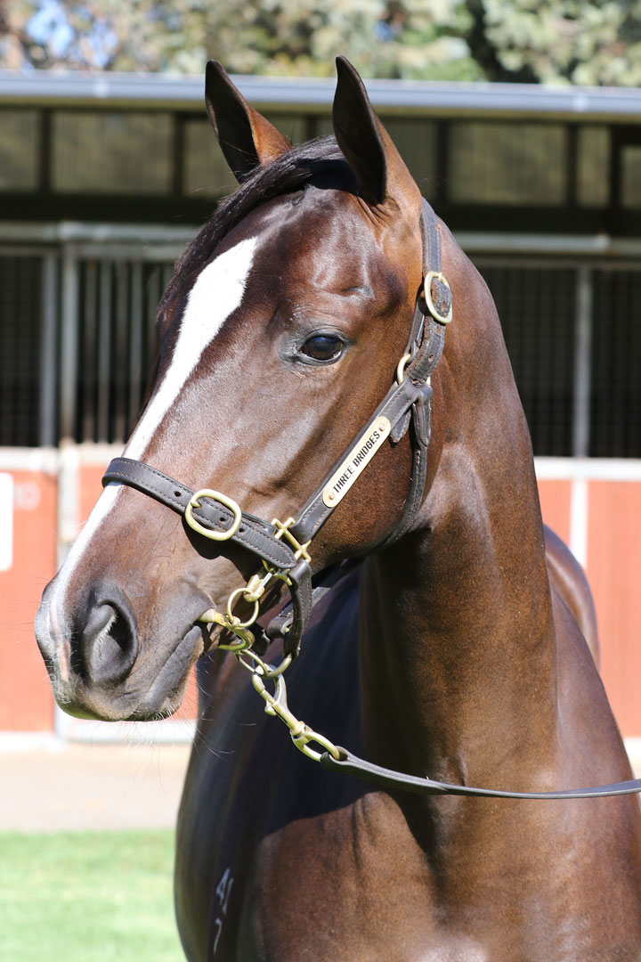 Lot 241BROWN FILLYUnencumbered x Bella Jewelclick for more