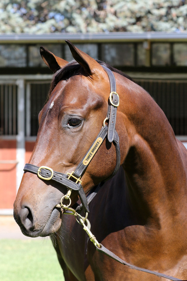 Lot 541B/BR COLTStreet Boss (USA)	x My Optionclick for more