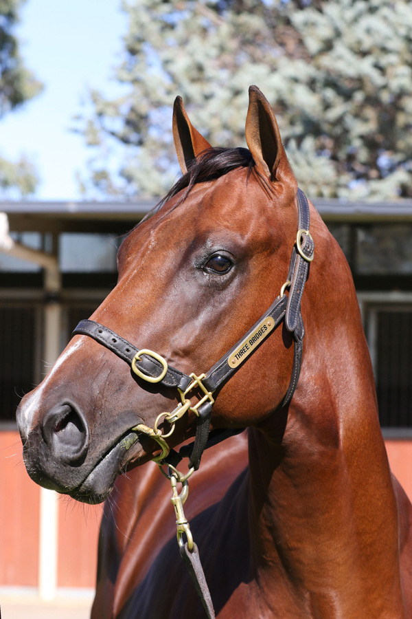 Lot 642B ColtToronado (IRE) x Wisegalclick for more