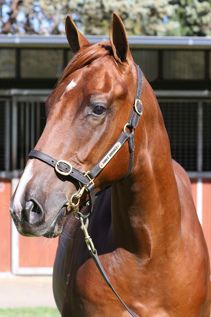 Lot 70Chestnut COLTUnencumbered x My Choisir click for more