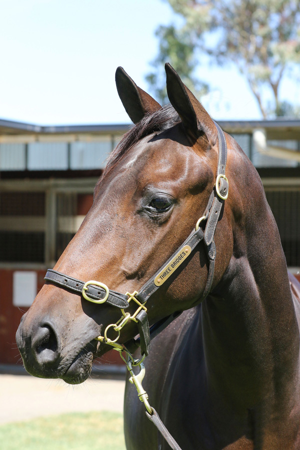 Lot 711B FillyUnencumbered x Hierogramclick for more