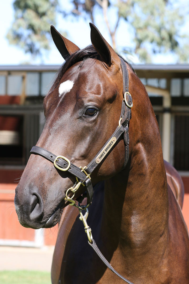 Lot 88Brown ColtUnencumbered  x Our Spirits Bay (NZ)click for more