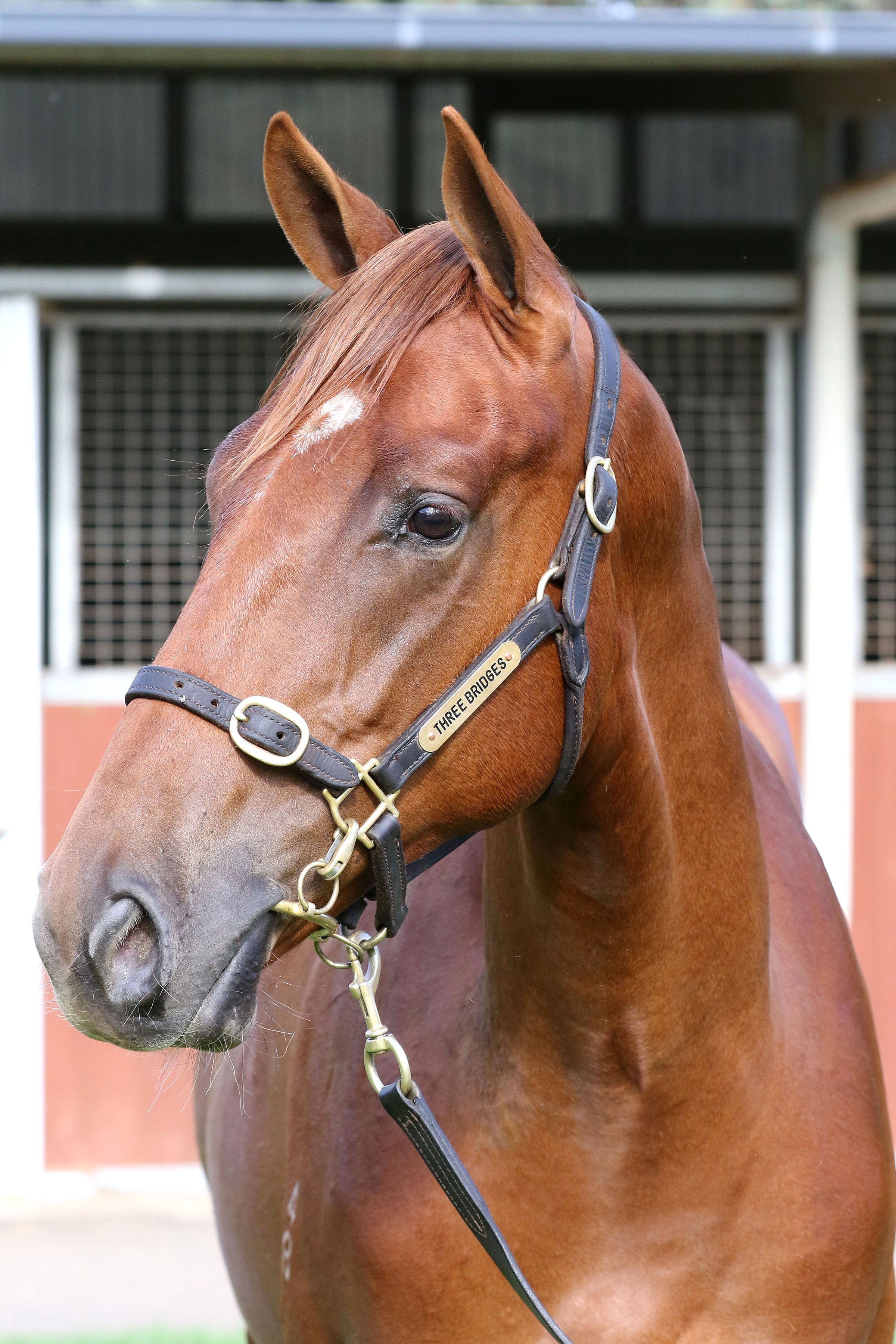 Lot 199Chestnut ColtUnencumbered  x Corsaire click for more