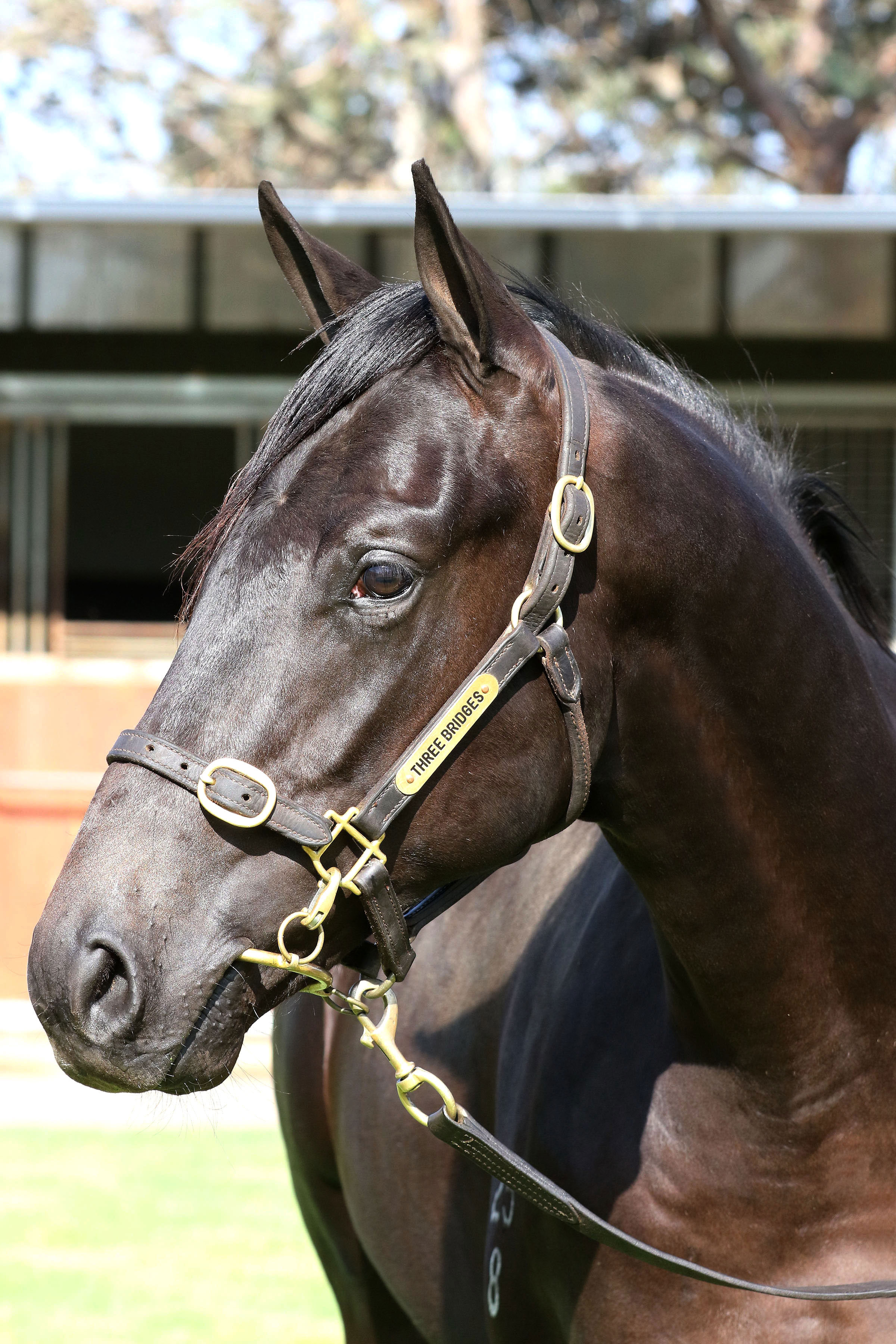 Lot 284Brown ColtSnitzel x Euryale click for more