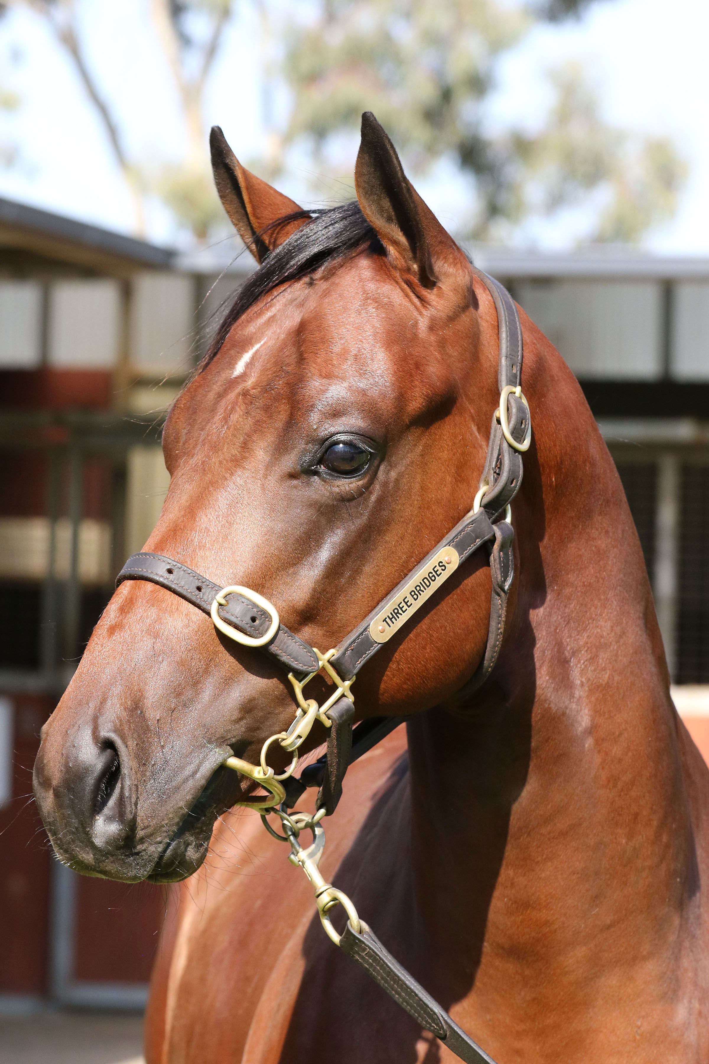 Lot 421BAY ColtCapitalist x Jessy Belle click for more