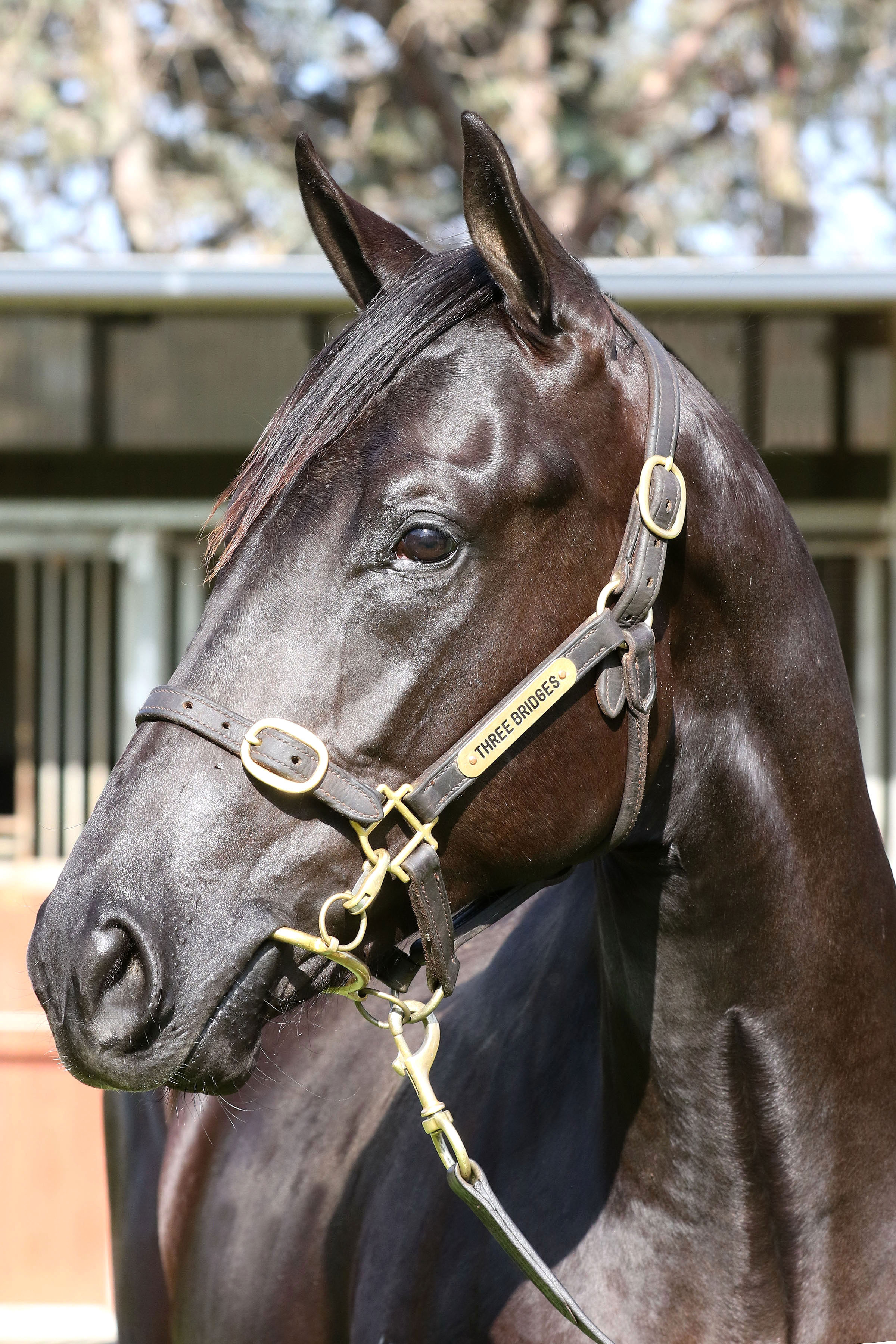 Lot 495Black ColtBrazen Beau x Mairie click for more