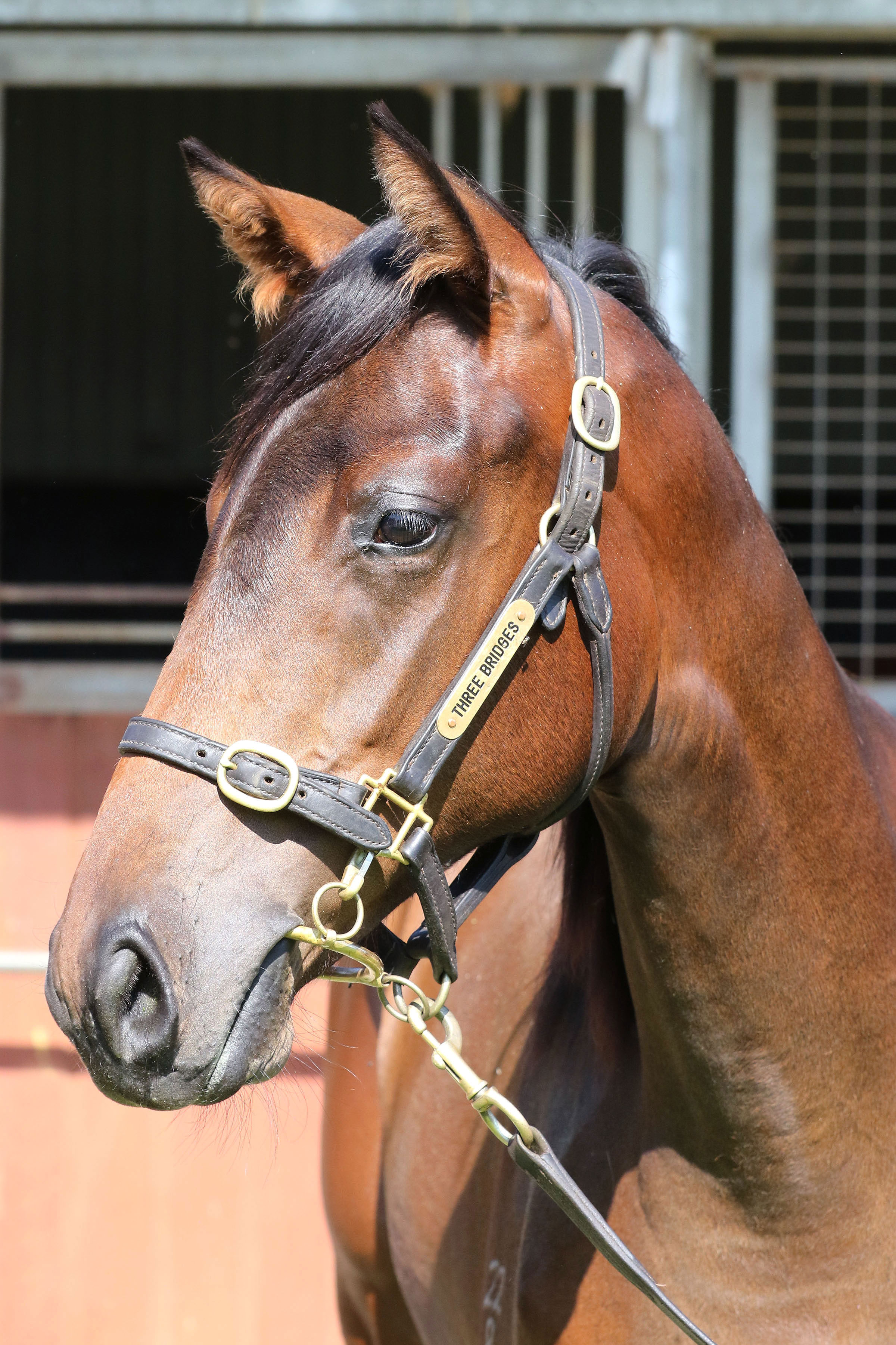 Lot 527Bay FillyUnencumbered x Midnight Oil (NZ) click for more