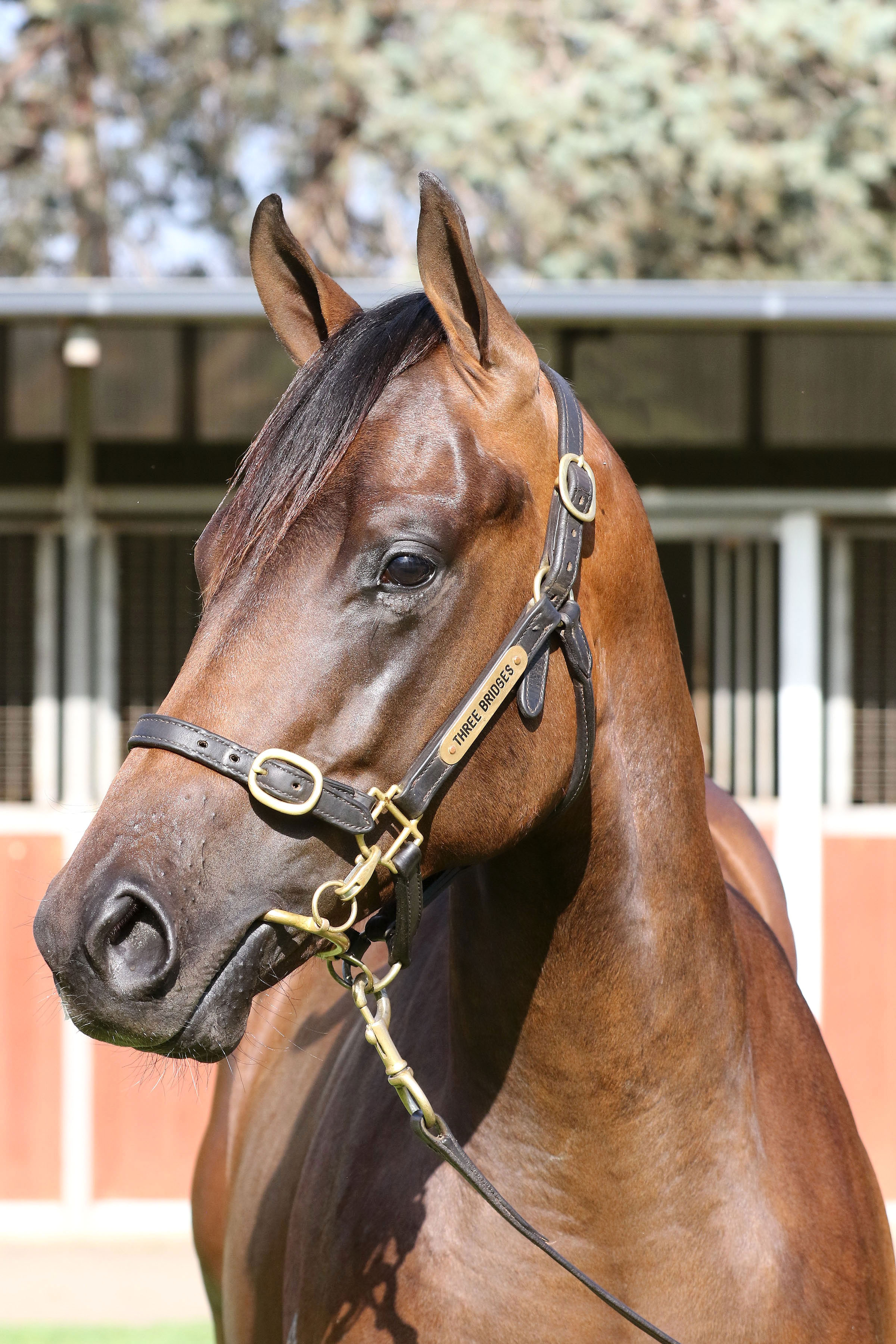 Lot 562Bay ColtZoustar x Morwell click for more