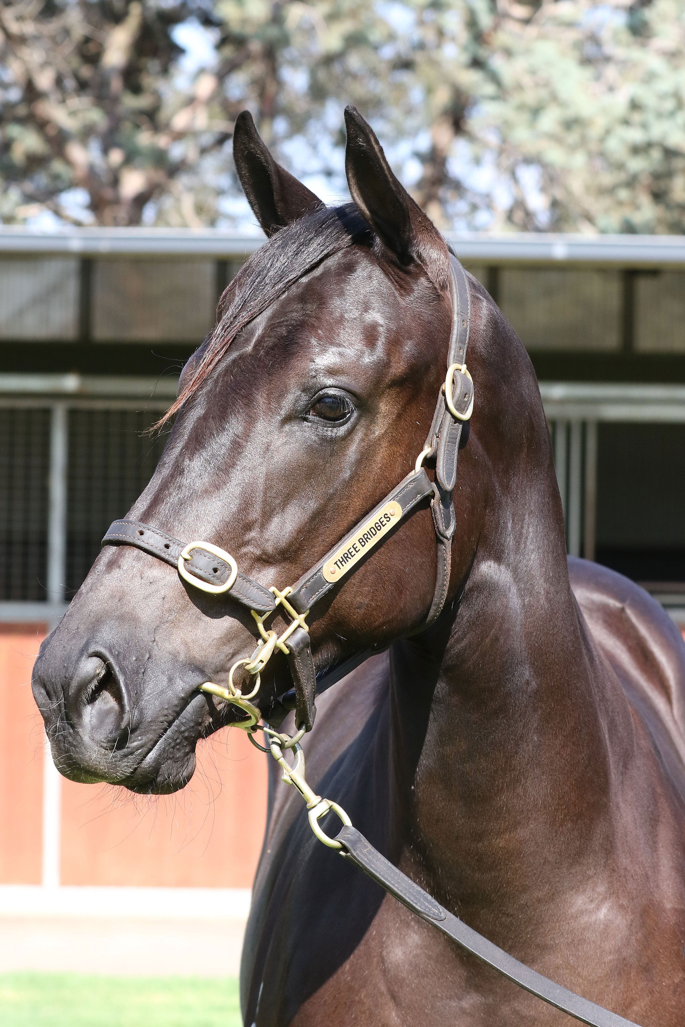 Lot 713Black or Brown FillyNo Nay Never (USA) x Russian Empressclick for more