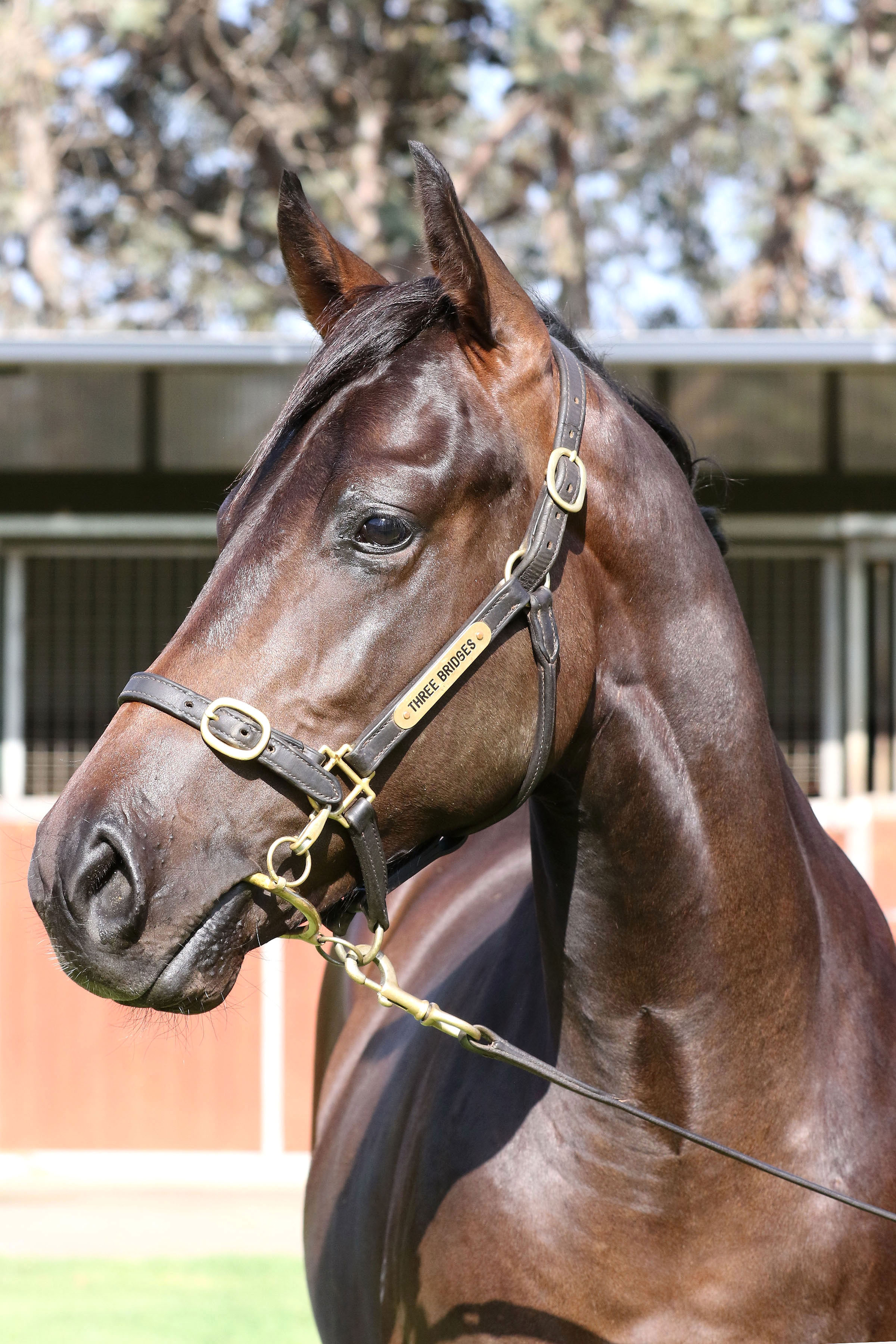 Lot 787Brown ColtI Am Invincible x Solar Moon (GB)click for more