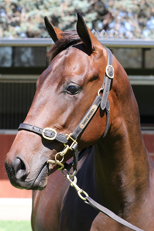 Lot 209B/BR COLTPierro x Quaseraclick for more