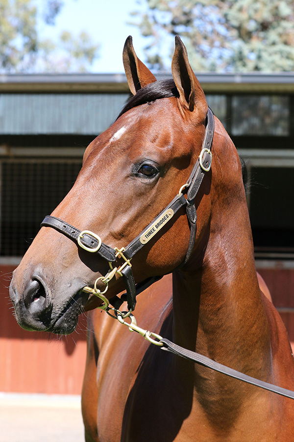 Lot 1021B COLTUnencumbered x Princess Wiltonsclick for more