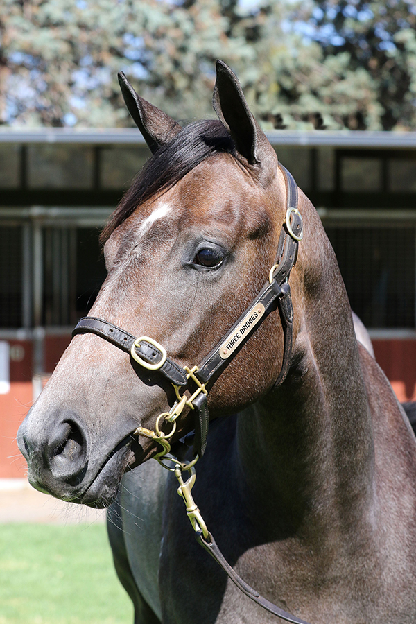 Lot 218B FillyShooting to Win x Raid (NZ)click for more