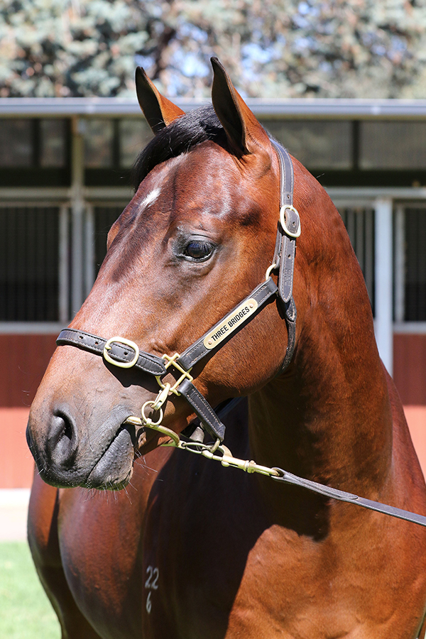 Lot 470B/BR COLTUnencumbered x Zumbarinaclick for more