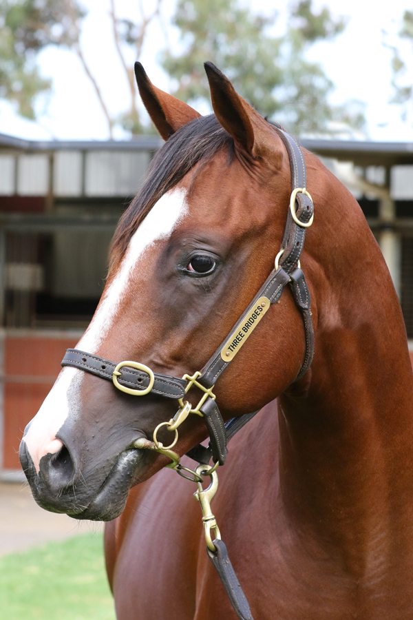 Lot 116BAY COLTDundeel (NZ)  x Daisy Can Too click for more