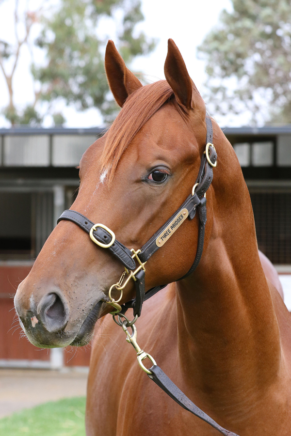 Lot 142CHESTNUT FillyStreet Boss (USA) x Edwina Georgieclick for more