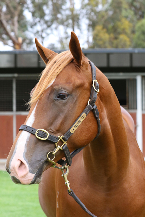 Lot 18CHESTNUT FILLYChoisir x Al Dhakira (USA)click for more