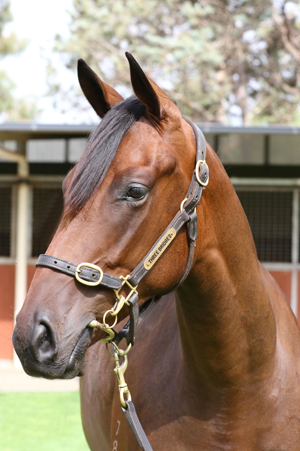 Lot 181BAY/BROWN FILLYSo You Think (NZ) x Full Sun (GB) click for more