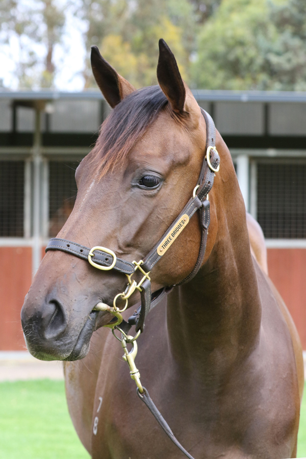 Lot 272BROWN FILLYPalentino x Little Things click for more