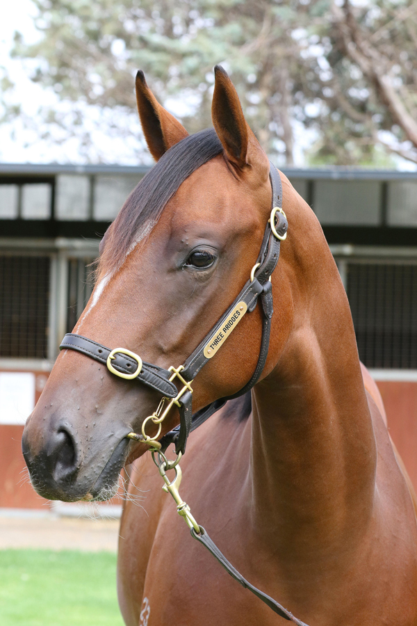 Lot 376Bay FILLYSnitzel x Provocative (NZ) click for more