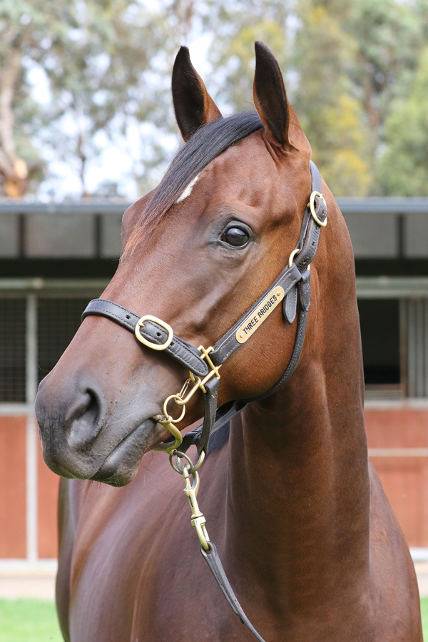 Lot 449BAY COLTToronado (IRE) x Space Tripclick for more