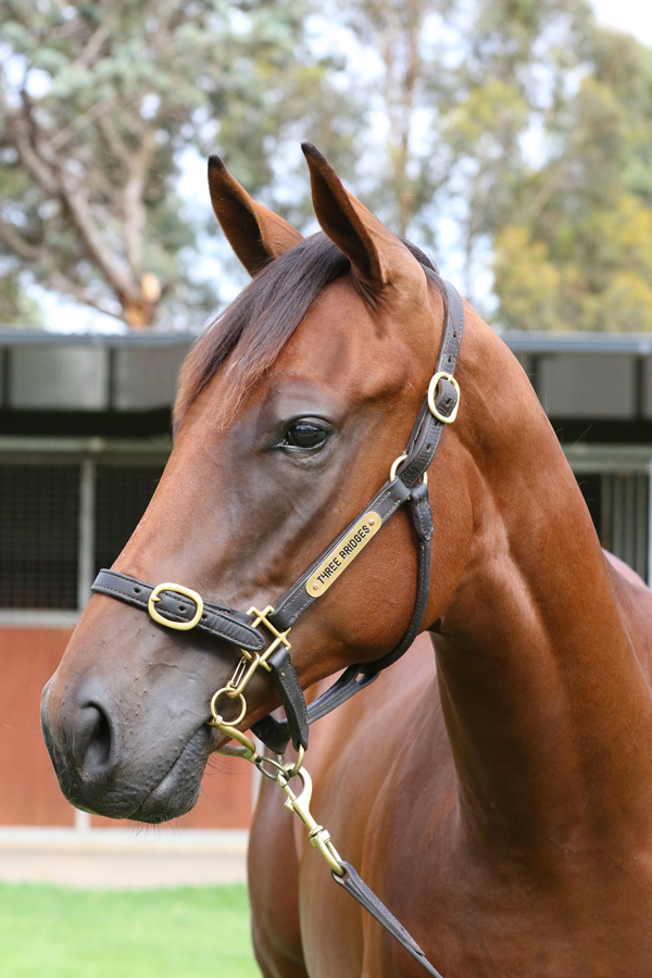 Lot 468BAY ColtWinning Rupert x Sukhar (NZ)click for more