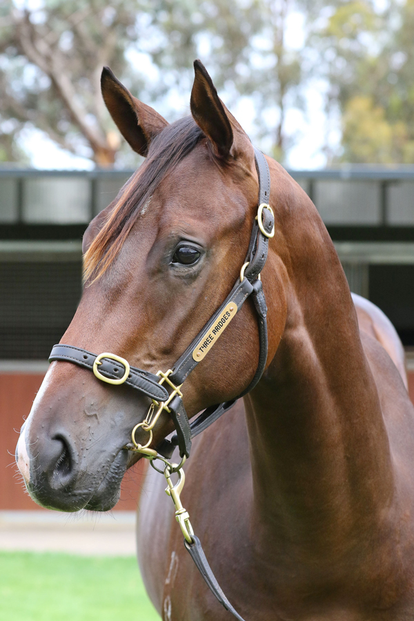 Lot 501BAY ColtMaurice (JPN) x Up in Lights (NZ)click for more