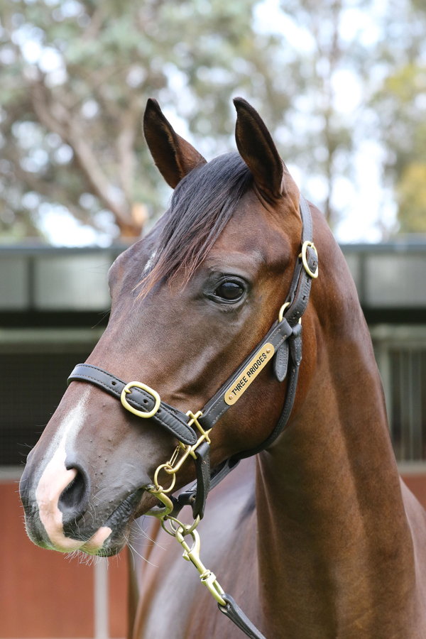 Lot 680BROWN ColtHoller x Nixonclick for more