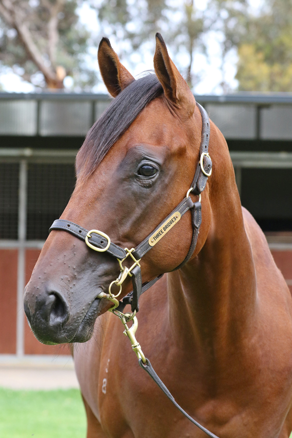 Lot 699BAY ColtKermadec (NZ) x Princess Wiltonsclick for more