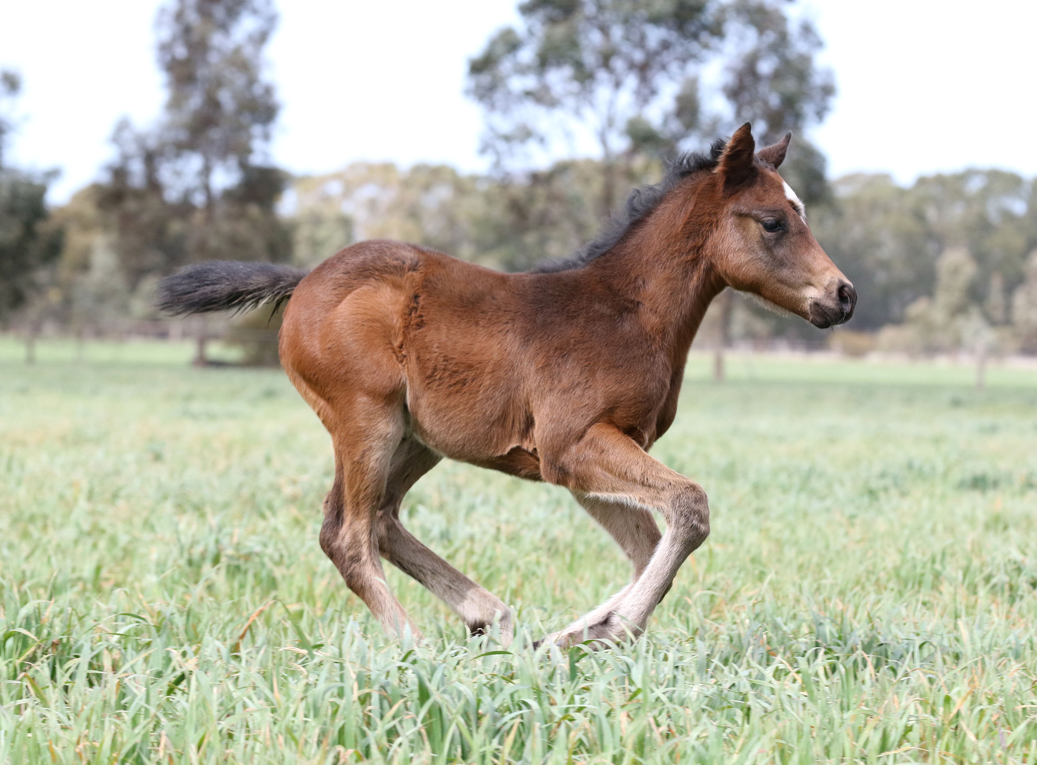 Lonhro X Into The Mist