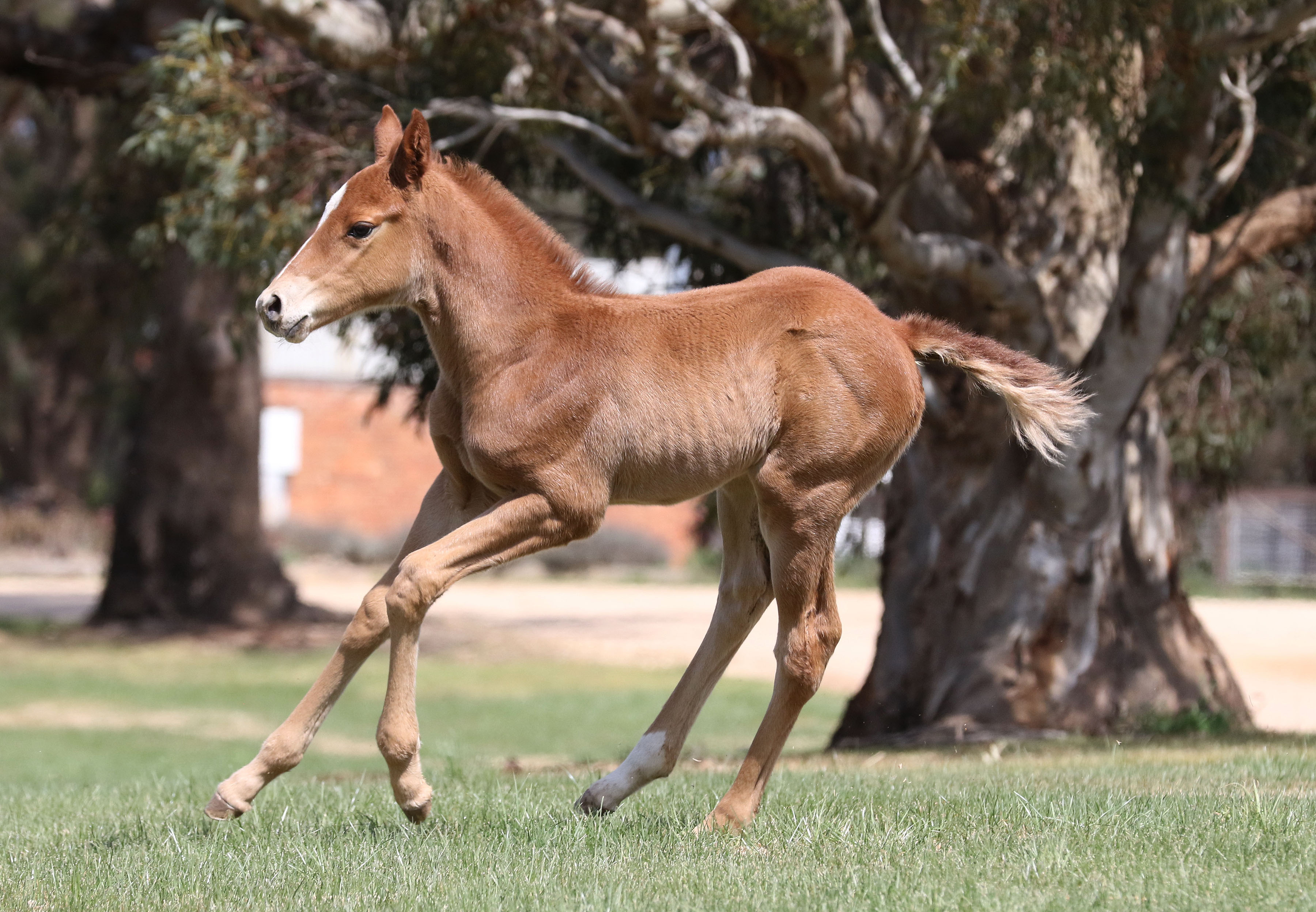 Snitzel X Delago Mist