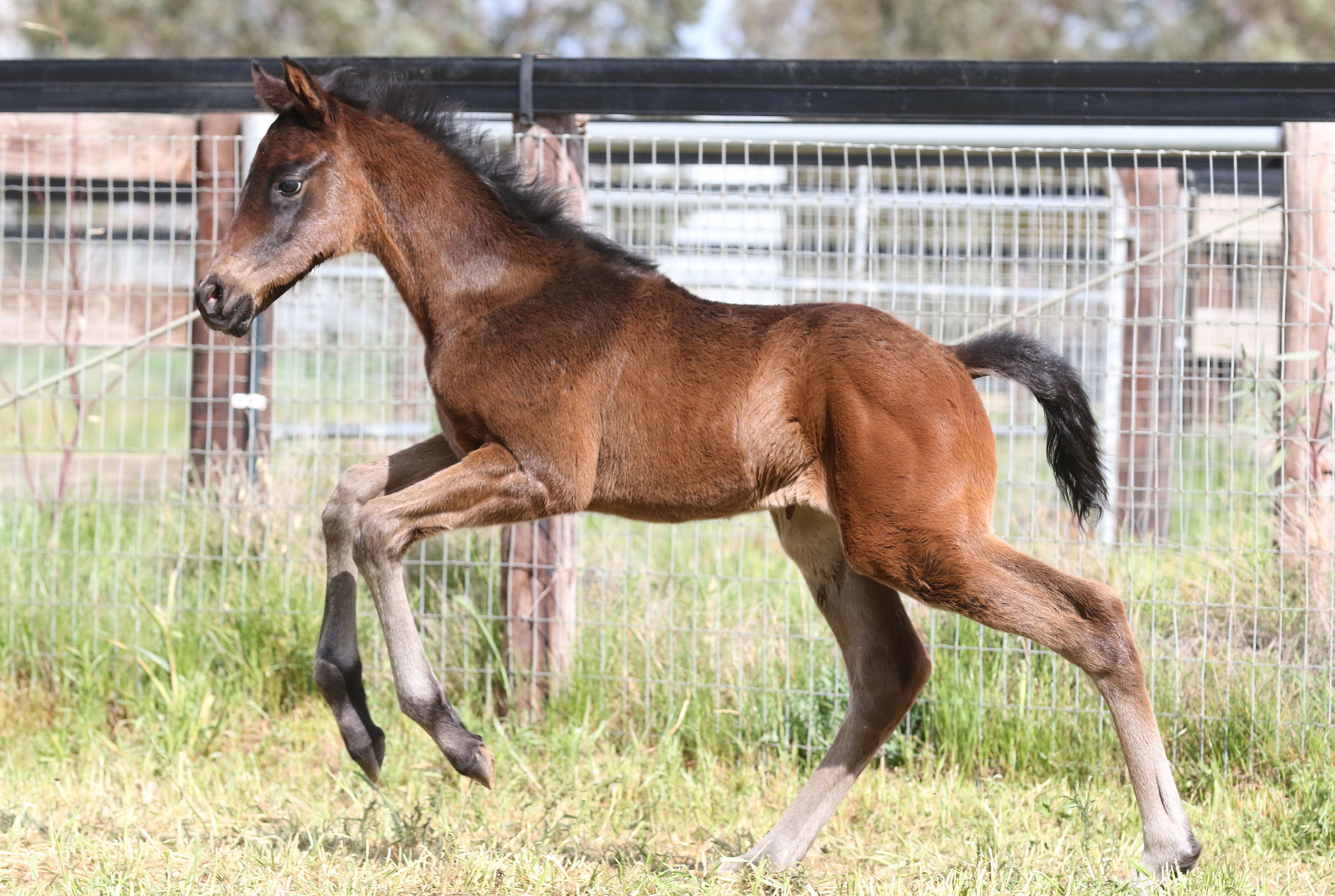 Unencumbered X Copa De Oro