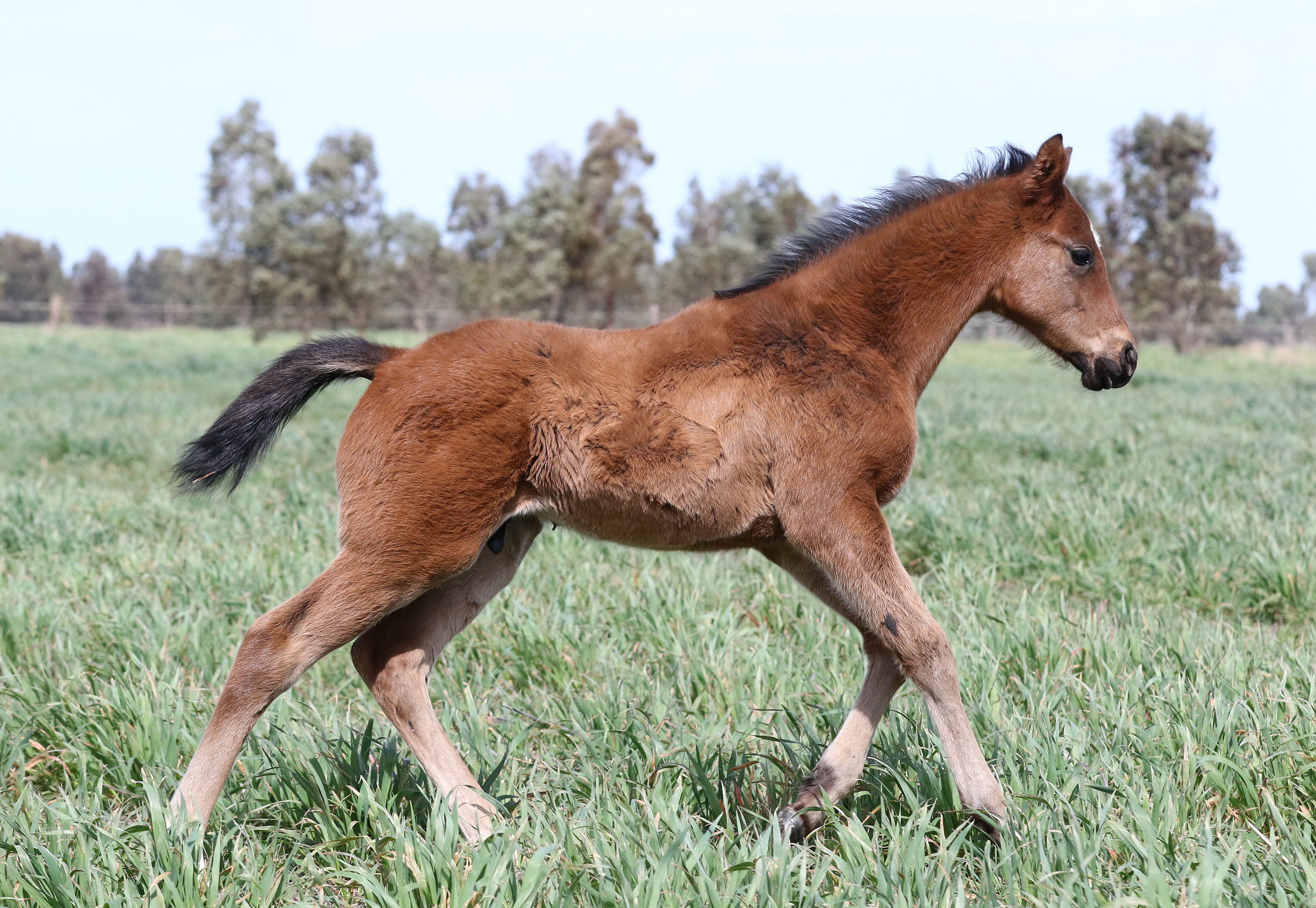 Unencumbered X Gem Of Glen Argyle